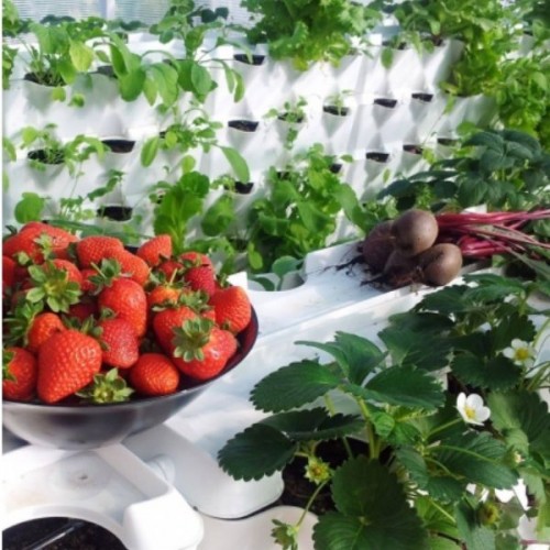 WOKAS Erde BIO für Gemüse und Tomaten