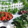 WOKAS Erde BIO für Gemüse und Tomaten