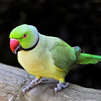 VL-Mineralwürfel für Kanarienvögel, kleine Papageien und tropische Vögel 70g