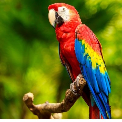 VL-African Parakeet Loro Parque Mix 1kg - Futter für mittelgroße afrikanische Papageien
