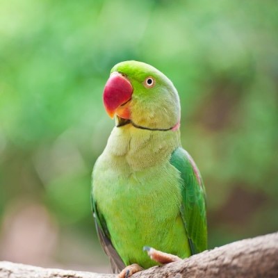 VL-Australian Parakeet Loro Parque Mix 1kg - Futter für mittelgroße australische Papageien