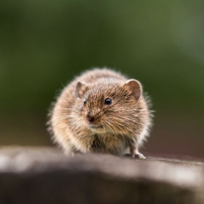 VL-Crispy Pellets - Rats&Mice 1kg - Granulat für Ratten und Mäuse