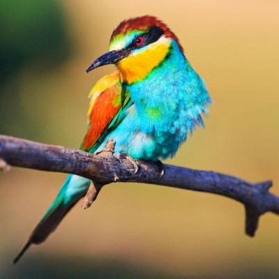 VL-Tropical Finches 1kg - Futter für kleine exotische Vögel