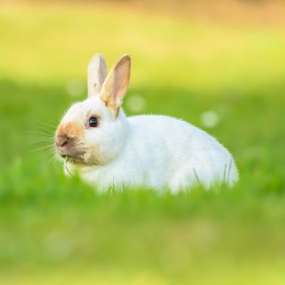 VL-Snack Nature Cereals 500g - geröstetes Getreide, Obst und Gemüse für Nagetiere und Kaninchen