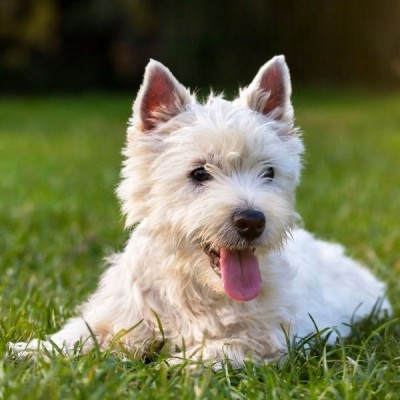 Ausgewogenes Hundefutter für Haut & Fell - Lachs - Kleine Rassen