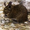 VL-Karottensnack für Kaninchen und Nagetiere