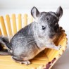 VL-Granulat für Chinchillas