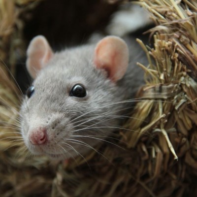 VL-Granulat für Ratten und Mäuse