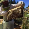 Blähton für Bienen 8-16mm